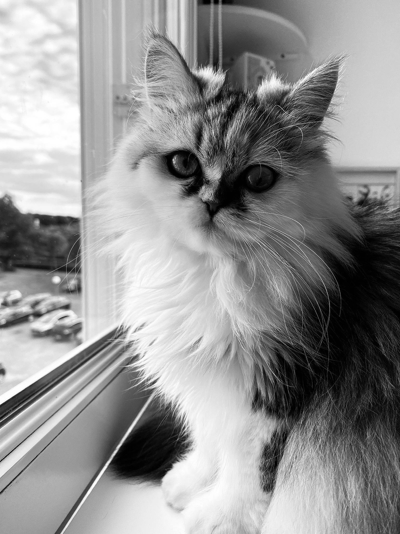 Pin-up a rejoint le concours — aidez-le/la à gagner de superbes lots ! carnivore, cat, claw, eye, felidae, fur, iris, leg, monochrome, monochrome_photography, paw, small_to_medium_sized_cats, snout, style, whiskers, window