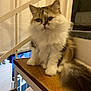 cat, fluffy, stairs, wood, indoor, pet, feline, fur, white, brown, animal, home, cozy, sitting, paw, tail, face, whiskers, domestic, curious