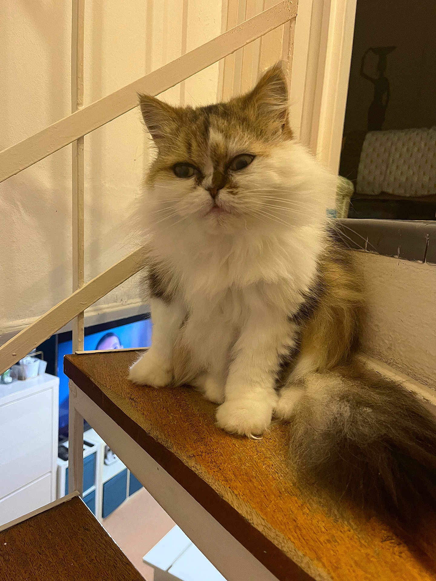 Pin-up a rejoint le concours — aidez-le/la à gagner de superbes lots ! cat, fluffy, stairs, wood, indoor, pet, feline, fur, white, brown, animal, home, cozy, sitting, paw, tail, face, whiskers, domestic, curious