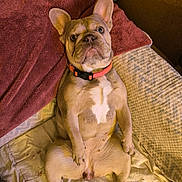 Livia Tilda a rejoint le concours — aidez-le/la à gagner de superbes lots ! animal, bed, blanket, canine, collar, comfortable, cozy, cute, dog, domestic, ears, french_bulldog, fur, indoor, looking_up, lying_down, pet, puppy, resting, young