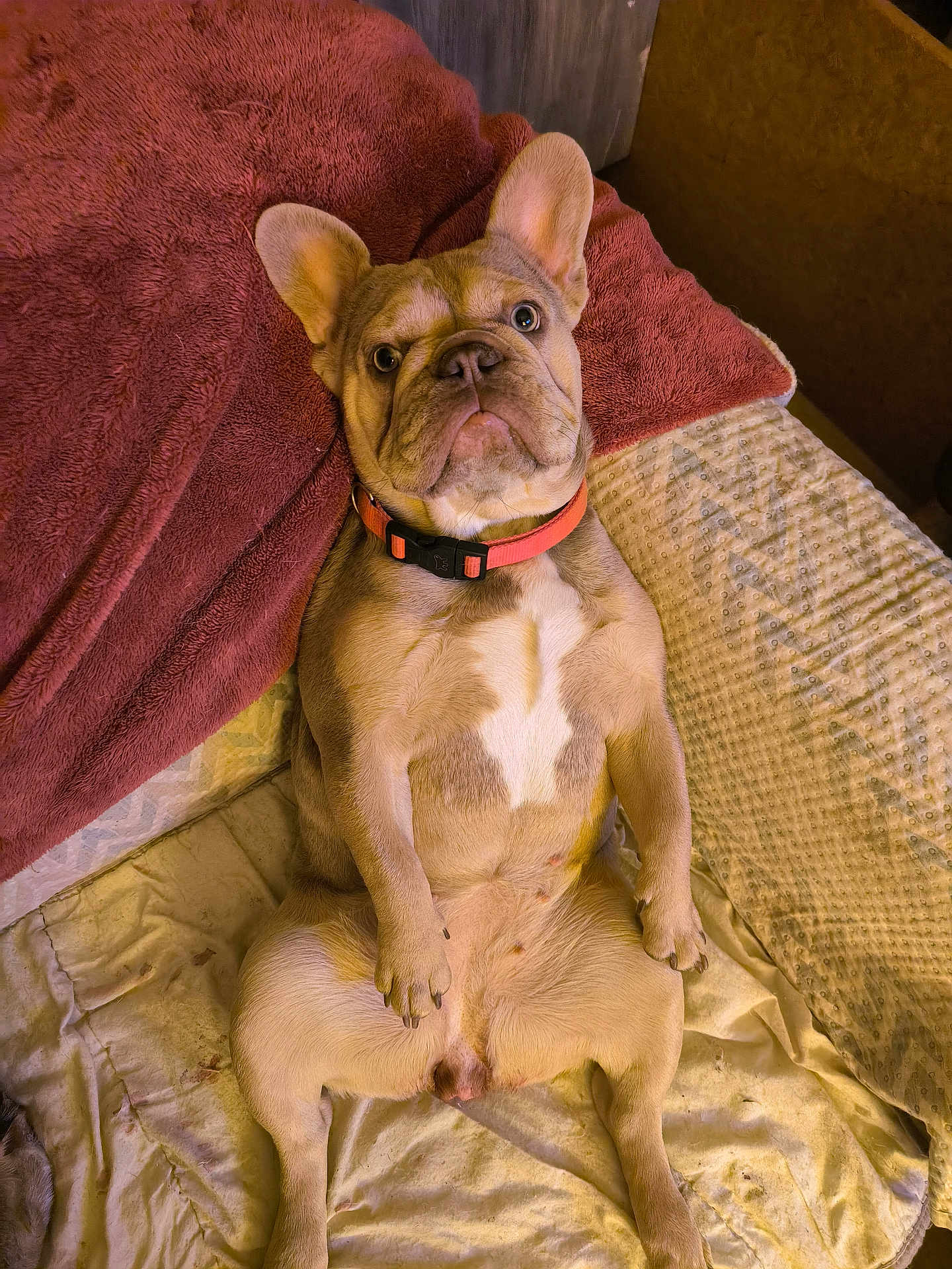 Livia Tilda a rejoint le concours — aidez-le/la à gagner de superbes lots ! animal, bed, blanket, canine, collar, comfortable, cozy, cute, dog, domestic, ears, french_bulldog, fur, indoor, looking_up, lying_down, pet, puppy, resting, young
