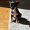 puppy, dog, black_and_tan, small_dog, chihuahua, sitting, indoors, sunlight, sunbeam, carpet, wood_floor, shadow, ears, portrait, pet, animal, cute, alert, home, natural_light