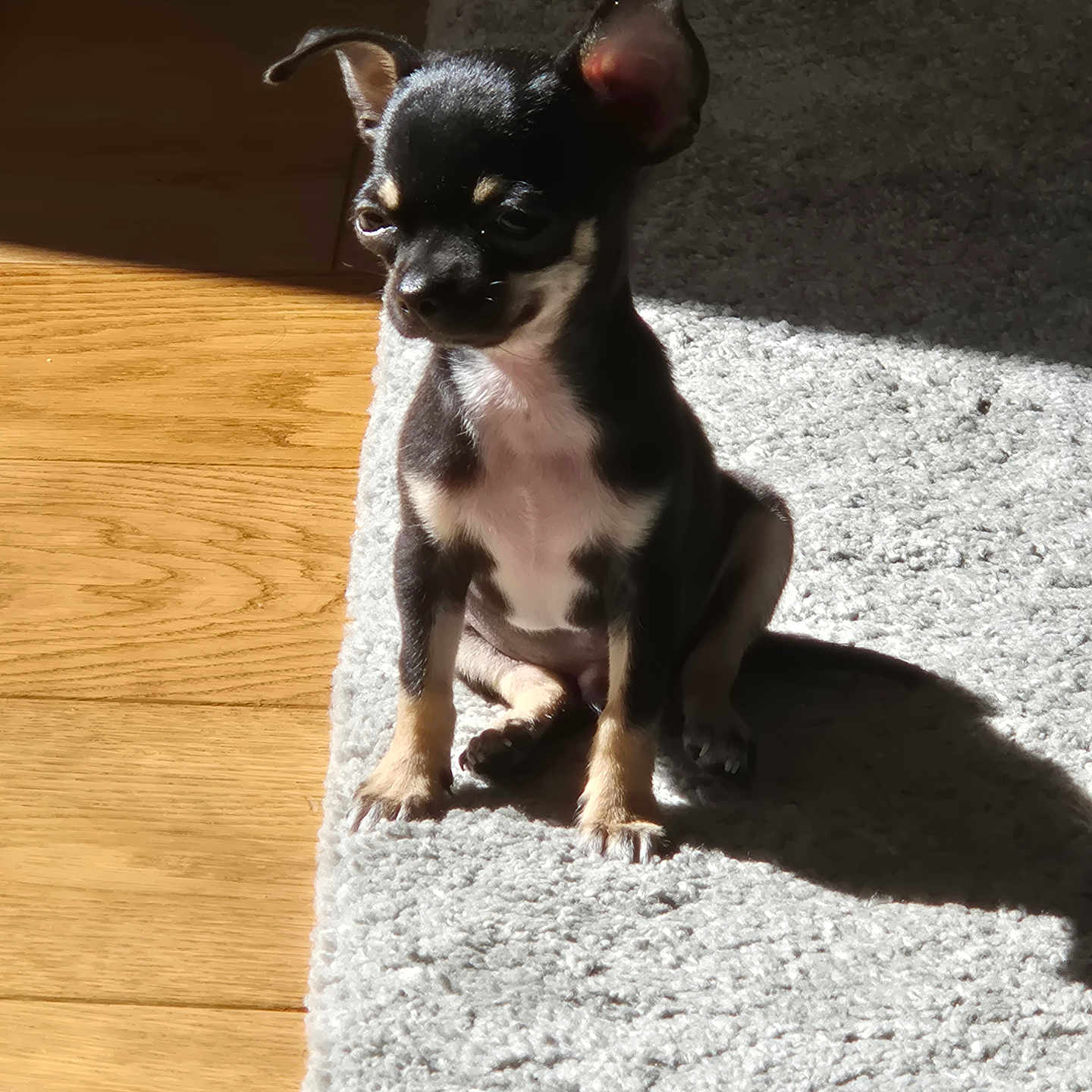 Oreo
