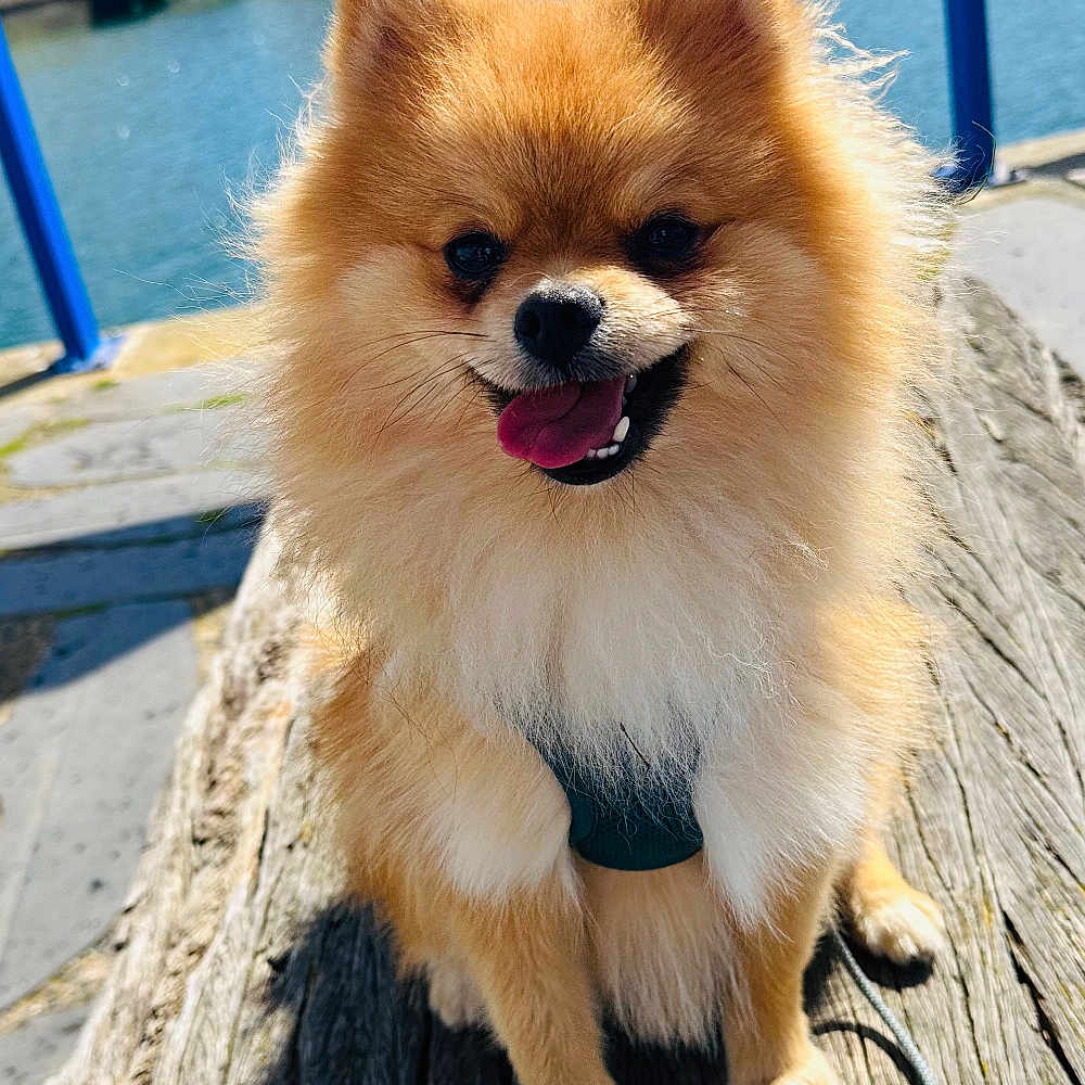 Winnie participe au concours pour gagner de l'argent avec cette photo : accessories, animal, boardwalk, boat, bridge, canine, dog, harbor, pet, pier, plant, port, puppy, strap, transportation, tree, vehicle, water, waterfront, wood