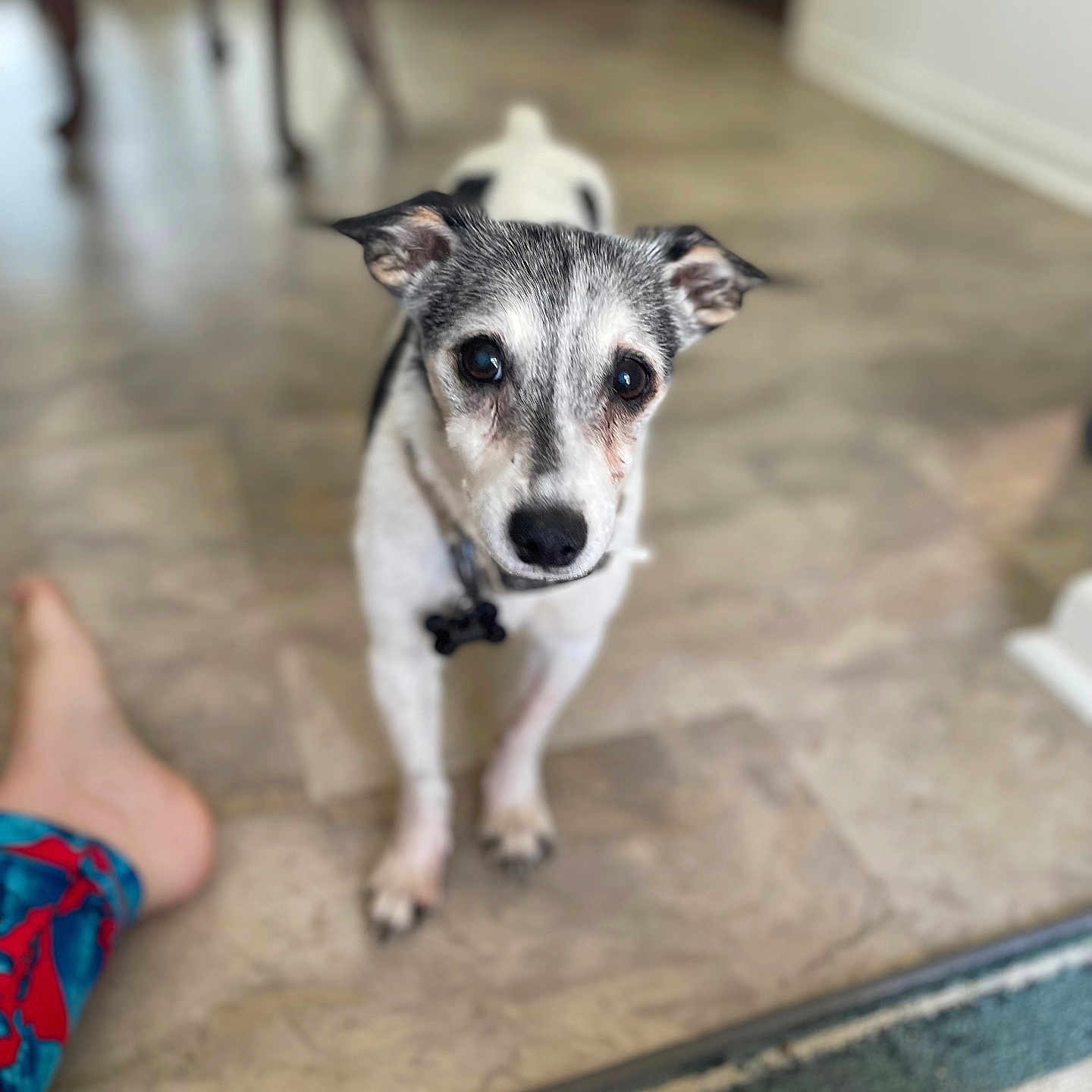 Jack is registered to the contest to win money with this photo: accessories, animal, ankle, barefoot, bodypart, canine, clothing, dog, footwear, hardwood, husky, indoors, interiordesign, pants, person, pet, puppy, shoe, strap, wood