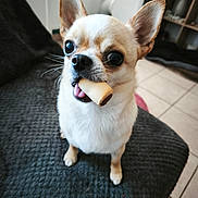 Michaël Contini participe au concours pour gagner de l'argent avec cette photo : animal, blanket, bone, chihuahua, cozy, cute, dog, ears, floor, fur, home, indoor, looking_up, pet, small_dog, tile, tongue, treat, waiting, whiskers