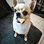 animal, blanket, bone, chihuahua, cozy, cute, dog, ears, floor, fur, home, indoor, looking_up, pet, small_dog, tile, tongue, treat, waiting, whiskers