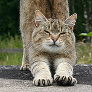 Choukette participe au concours pour gagner de l'argent avec cette photo :