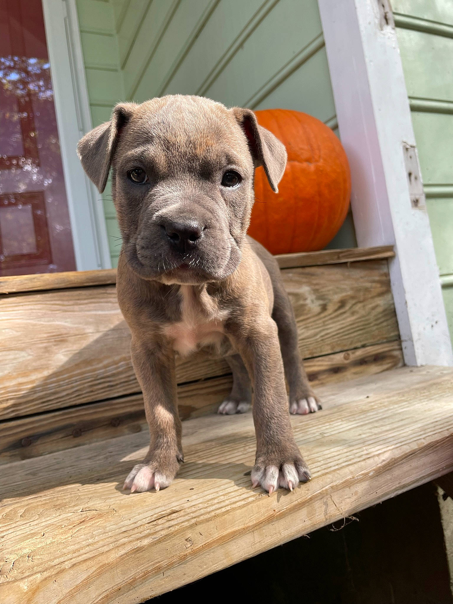 Tallulah joined the competition — help win amazing prizes! canidae, carnivore, collar, companion_dog, dog, dog_breed, dog_collar, dog_supply, fawn, flooring, guard_dog, hardwood, liver, molosser, pet_supply, snout, sporting_group, wood, working_animal, working_dog