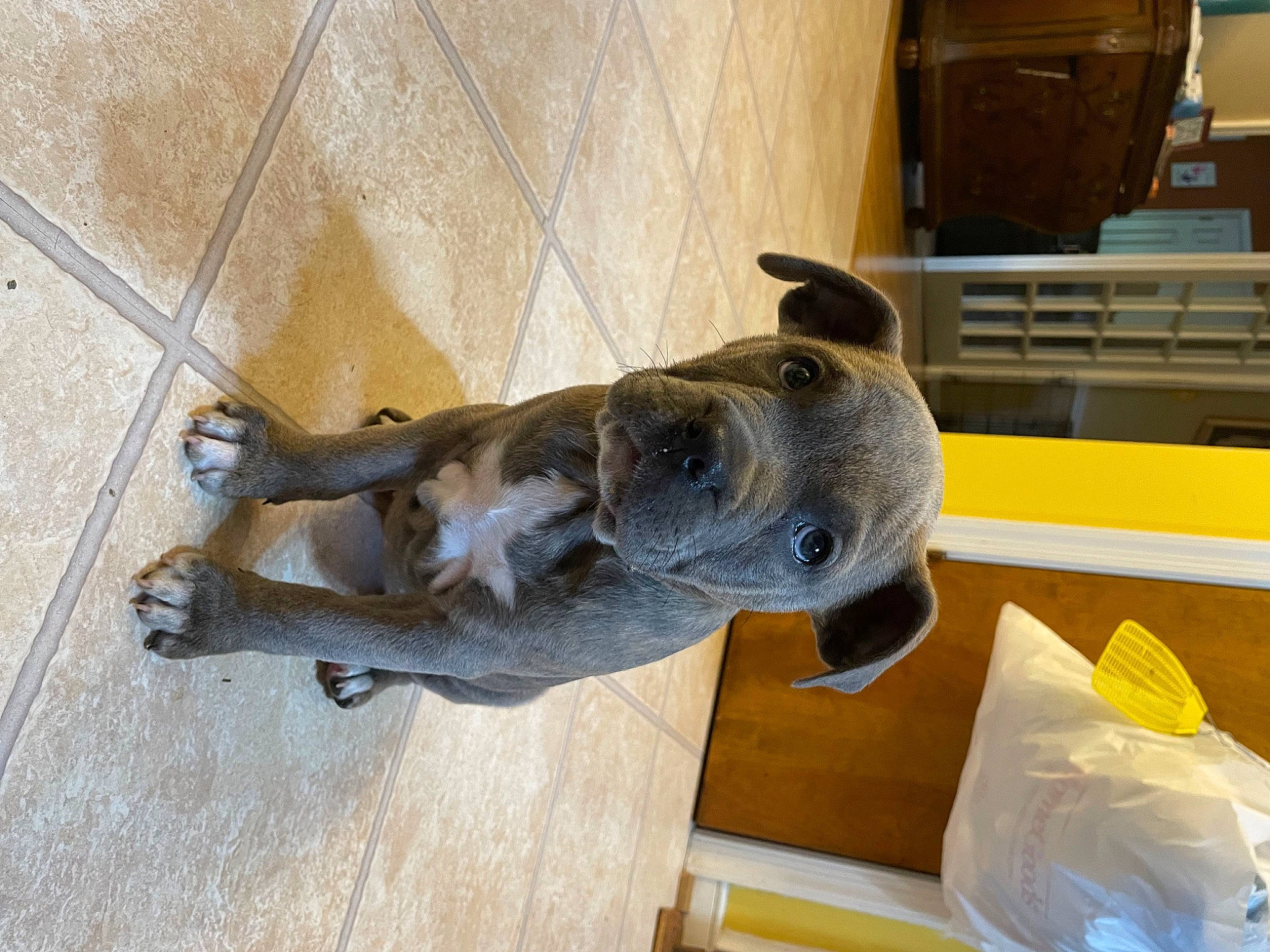 Tallulah is registered to the contest to win money with this photo: canidae, carnivore, companion_dog, dog, dog_breed, domestic_short_haired_cat, fawn, flooring, fur, guard_dog, hardwood, snout, sporting_group, tail, wood, working_animal