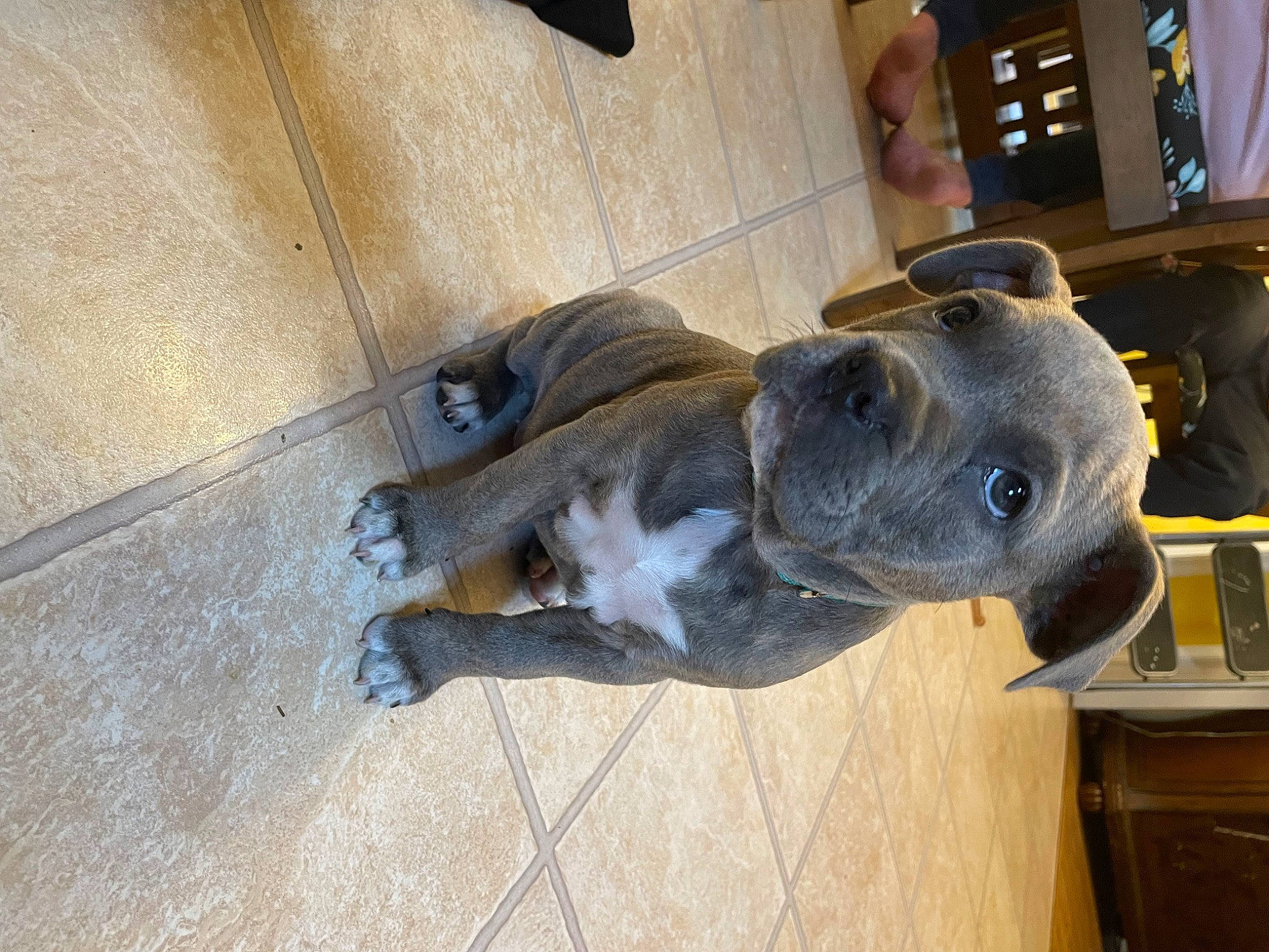 Tallulah joined the competition — help win amazing prizes! carnivore, companion_dog, dog, dog_breed, fawn, flooring, fur, guard_dog, hardwood, non_sporting_group, olde_english_bulldogge, paw, pet_supply, sporting_group, tail, toy_dog, wood, working_animal