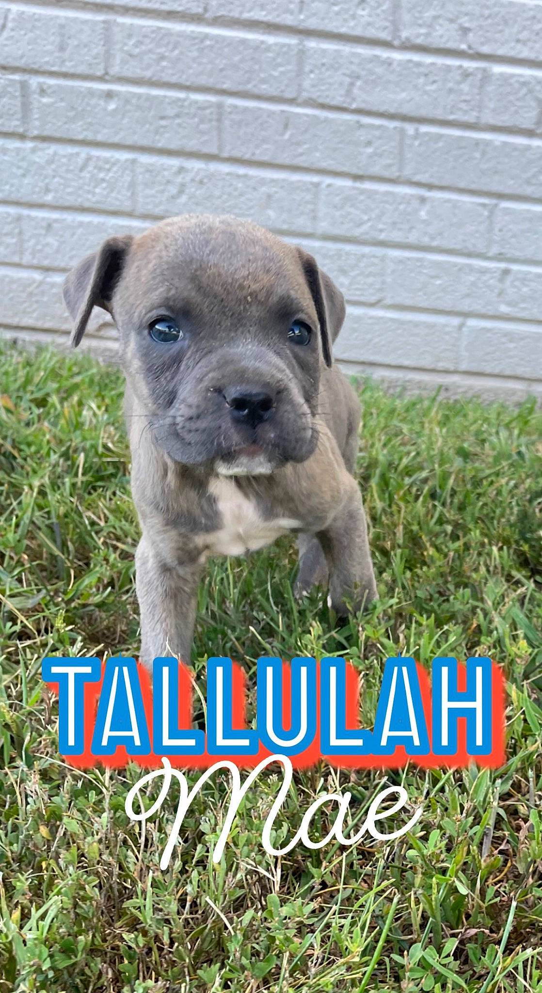 Tallulah is registered to the contest to win money with this photo: art, carnivore, collar, companion_dog, dog, dog_breed, dog_collar, fawn, font, grass, grassland, groundcover, logo, photo_caption, plant, sporting_group, terrestrial_animal, toy_dog, working_animal, working_dog