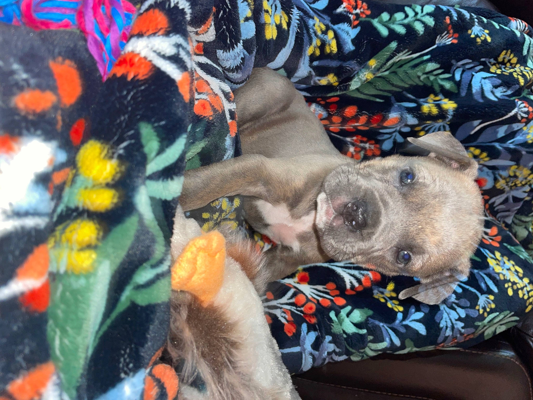 Tallulah is registered to the contest to win money with this photo: canidae, carnivore, comfort, companion_dog, dog, dog_breed, dog_supply, fawn, fur, guard_dog, nap, non_sporting_group, pattern, snout, sporting_group, terrestrial_animal, vertebrate, working_animal