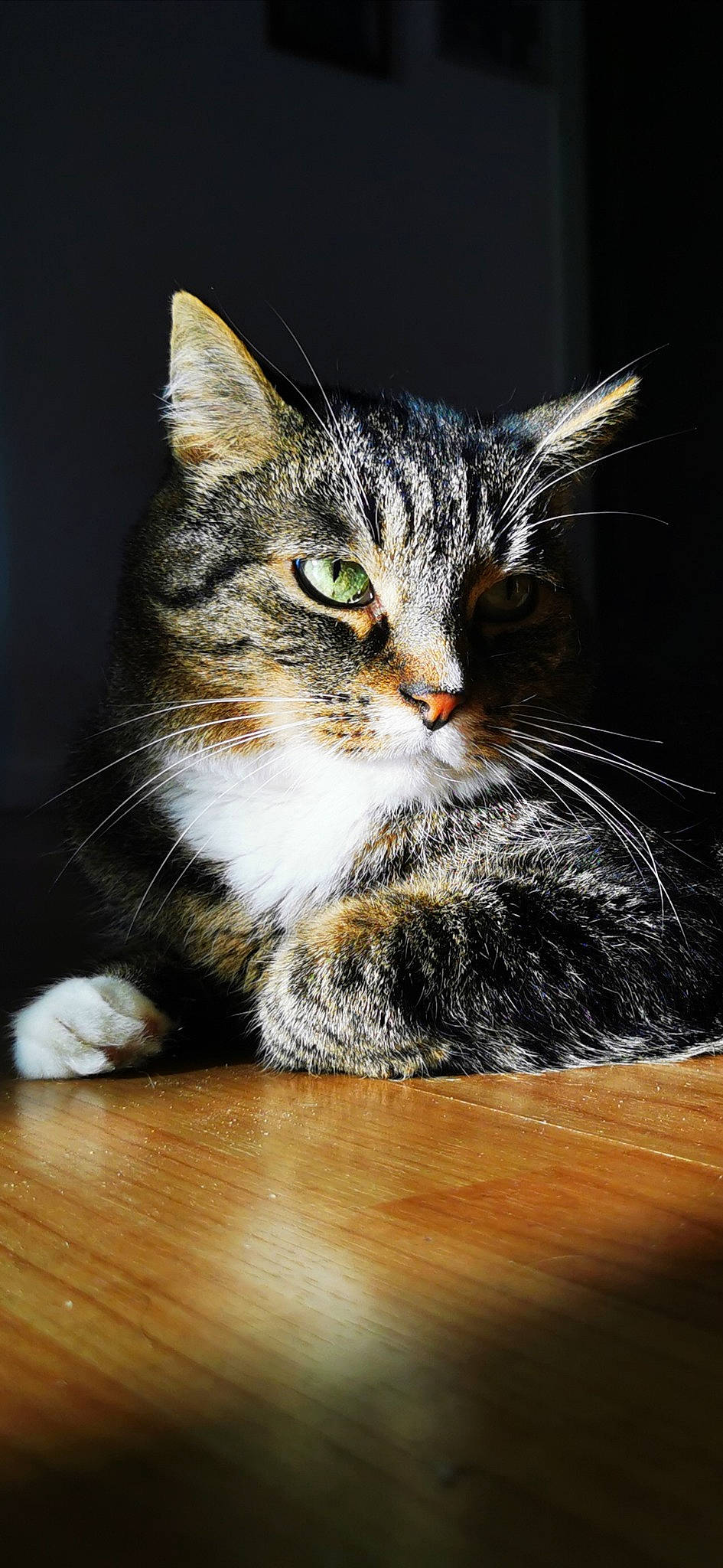 Loki a rejoint le concours — aidez-le/la à gagner de superbes lots ! carnivore, cat, claw, domestic_short_haired_cat, felidae, flooring, fur, hardwood, paw, photo_caption, small_to_medium_sized_cats, snout, table, tail, terrestrial_animal, varnish, whiskers, wildlife, wood, wood_flooring