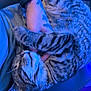 cat, tabby_cat, pet, feline, animal, sleeping, curled_up, tattoo, arm, wristwatch, hand, person, lap, chair, indoor, blue_light, fur, whiskers, relaxed, cozy