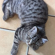 Paquetta participe au concours pour gagner de l'argent avec cette photo : cat, tabby, pet, animal, fur, striped, floor, tile, curious, laying, whiskers, ears, paws, domestic, indoor, cute, alert, feline, young, resting