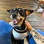 animal, background_dog, black_dog, blue_pants, companion, dog, floor, happy, indoor, paw, pearl_necklace, person, pet, pet_accessory, small_dog, tan_dog, tattoo, tongue_out, white_clothing, wood_floor