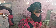 Brooklyn joined the competition — help win amazing prizes! day, dog, dog_like_mammal, fun, girl, pink, sitting, snout, vacation