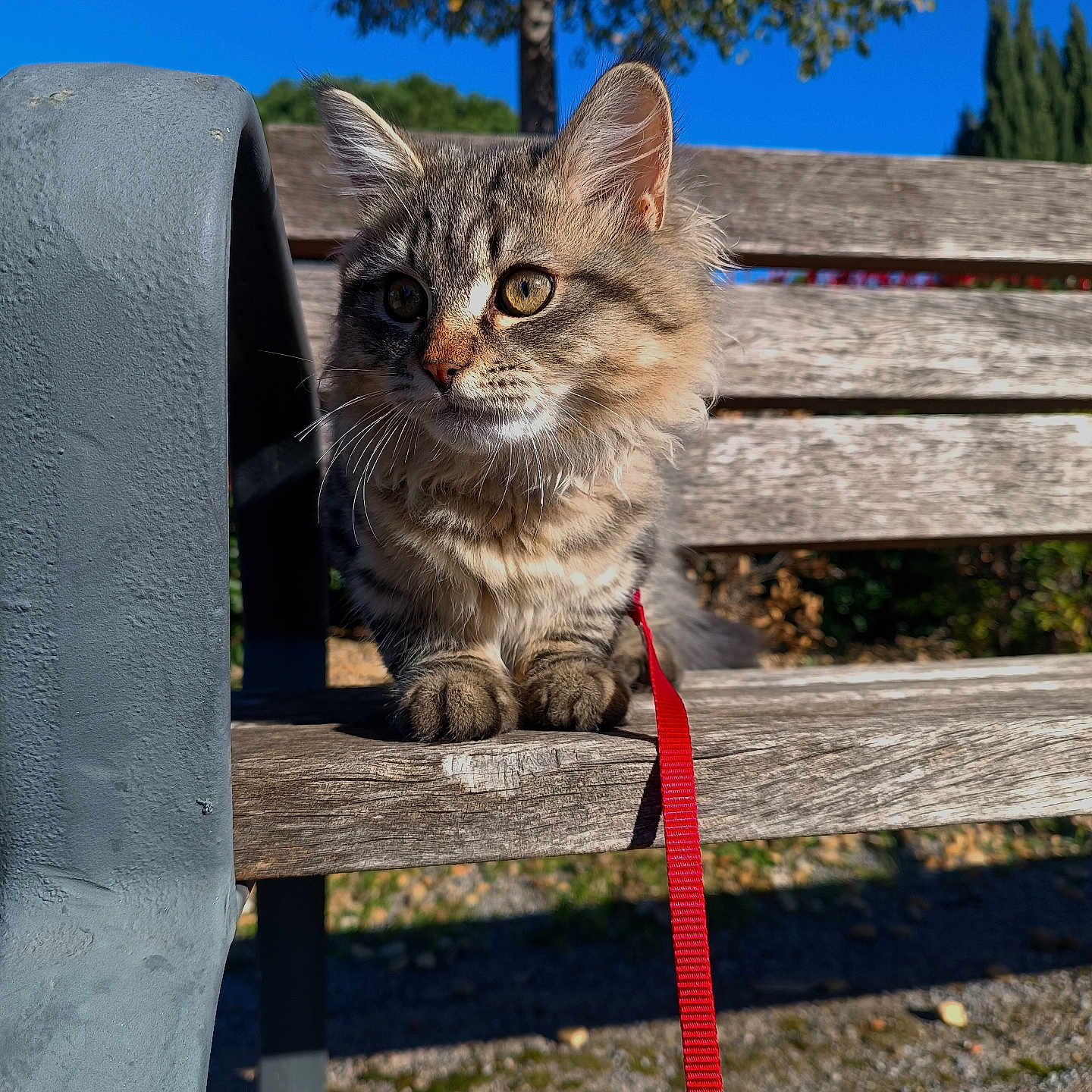 Boots participe au concours pour gagner de l'argent avec cette photo : abyssinian, accessories, animal, bench, cat, furniture, gravel, handrail, kitten, leash, manx, parkbench, pet, plant, plywood, road, slate, strap, tree, wood