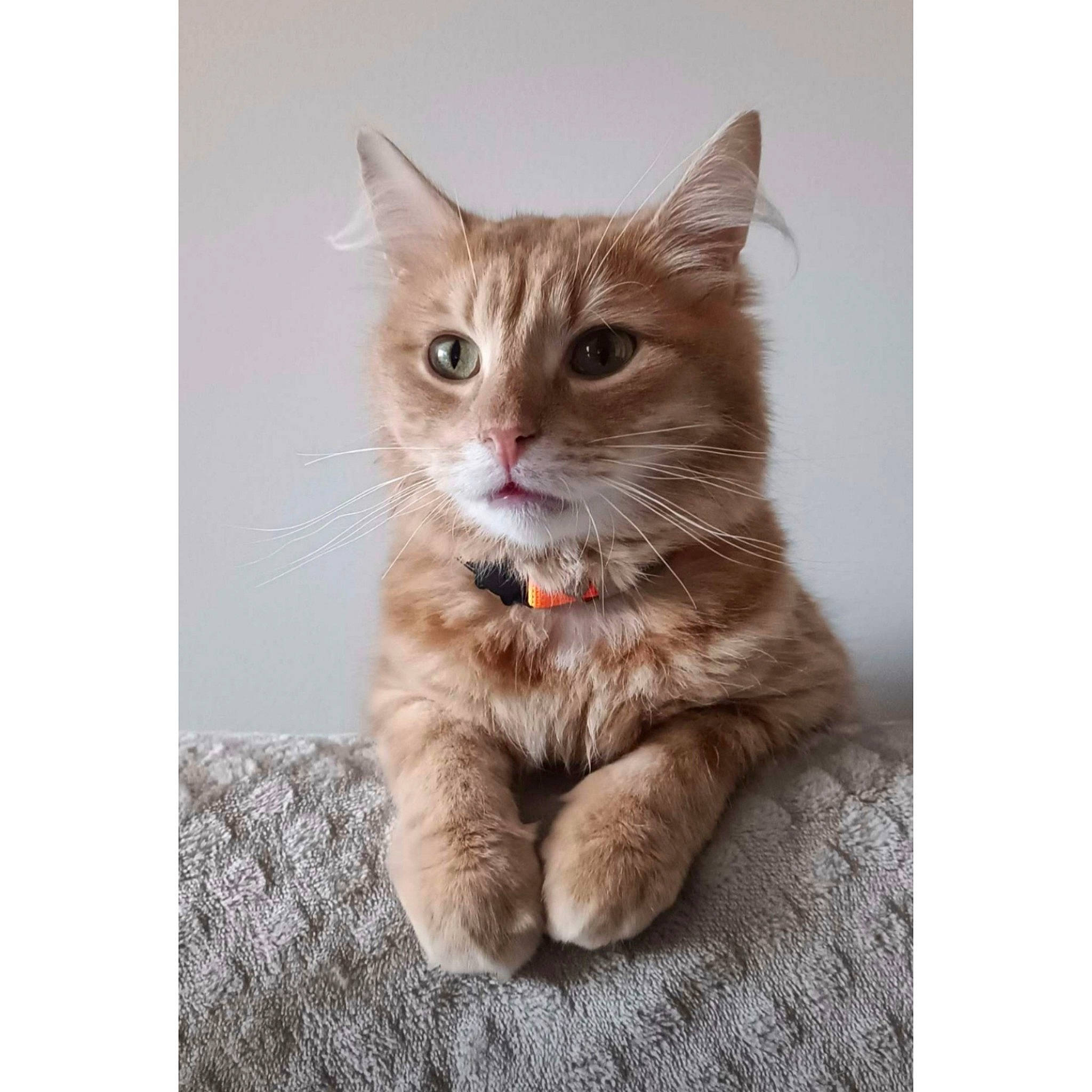 Stitch participe au concours pour gagner de l'argent avec cette photo : art, carnivore, cat, domestic_short_haired_cat, felidae, fur, paw, photo_caption, small_to_medium_sized_cats, tail, terrestrial_animal, whiskers