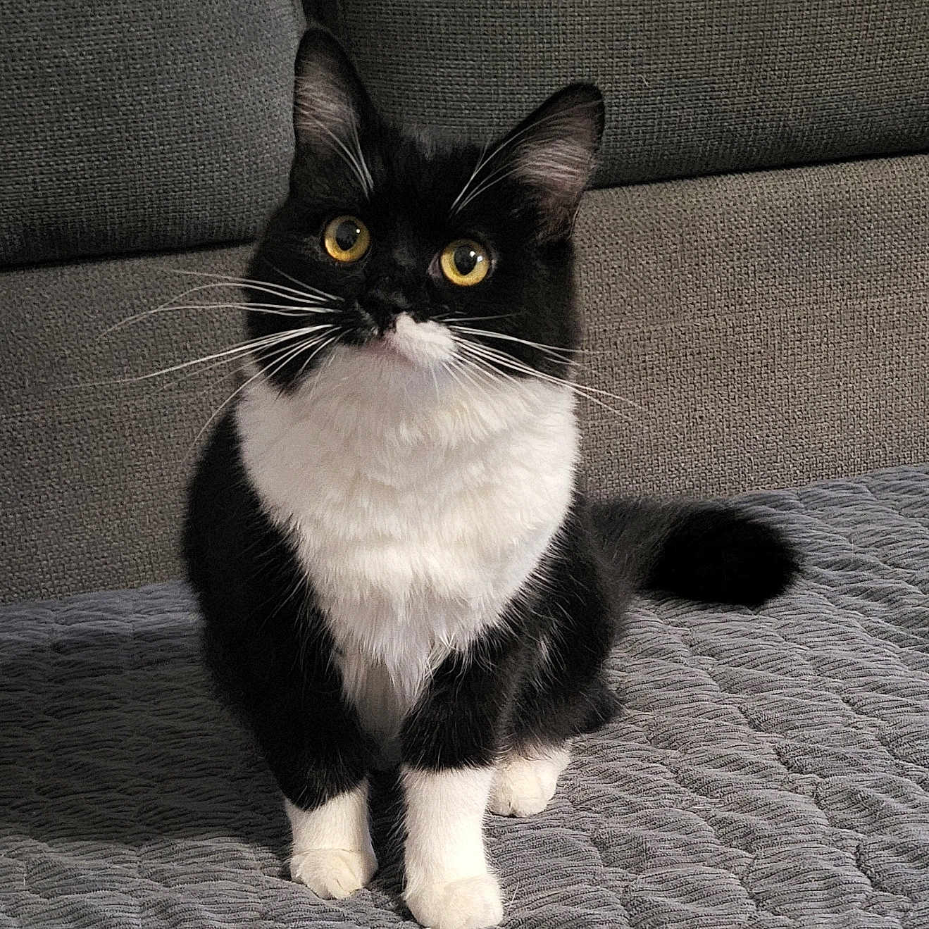 Bagheera