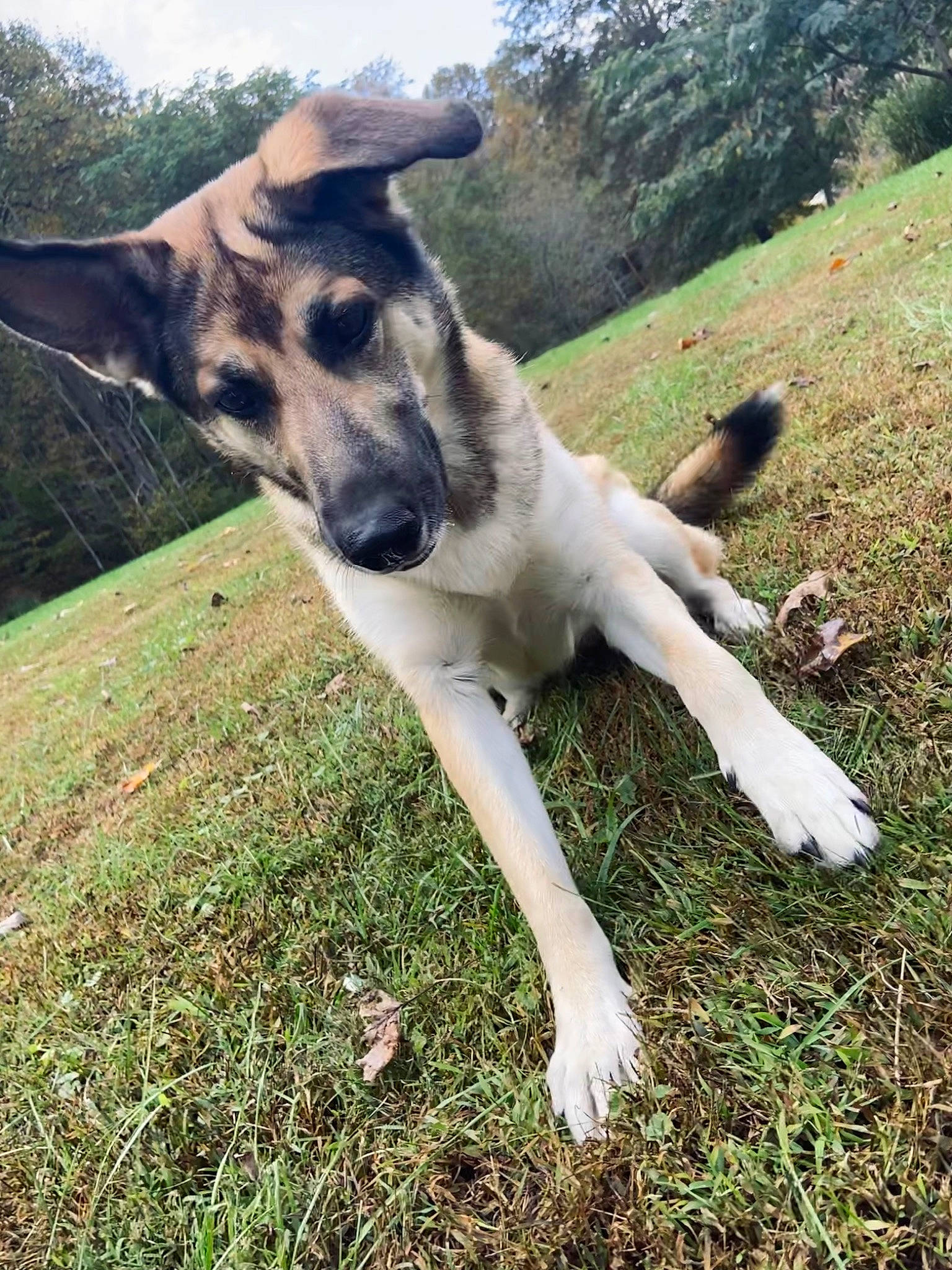 Willow Rain joined the competition — help win amazing prizes! carnivore, cloud, companion_dog, dog, dog_breed, fawn, grass, grassland, happy, human_leg, landscape, livestock, meadow, pasture, plant, sky, tail, terrestrial_animal, tree, working_animal