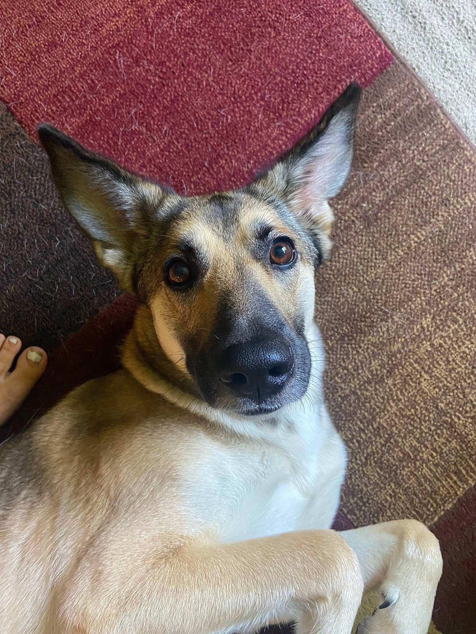 Willow Rain joined the competition — help win amazing prizes! carnivore, companion_dog, dog, dog_breed, ear, fawn, fur, terrestrial_animal, whiskers