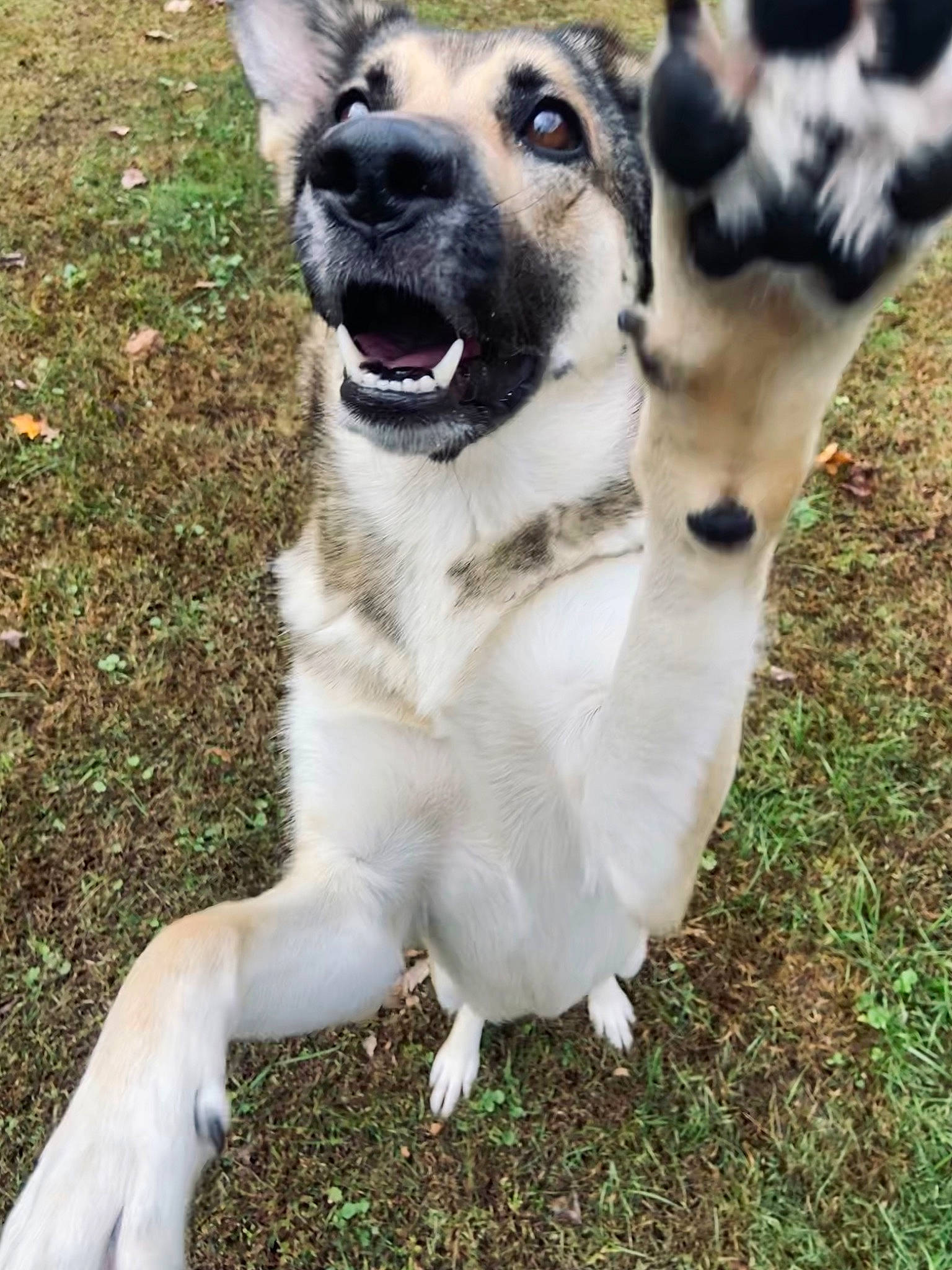 Willow Rain joined the competition — help win amazing prizes! canidae, carnivore, collar, companion_dog, dog, dog_breed, dog_collar, dog_supply, fawn, fur, grass, leash, paw, pet_supply, plant, tail, vertebrate, whiskers, working_animal, working_dog