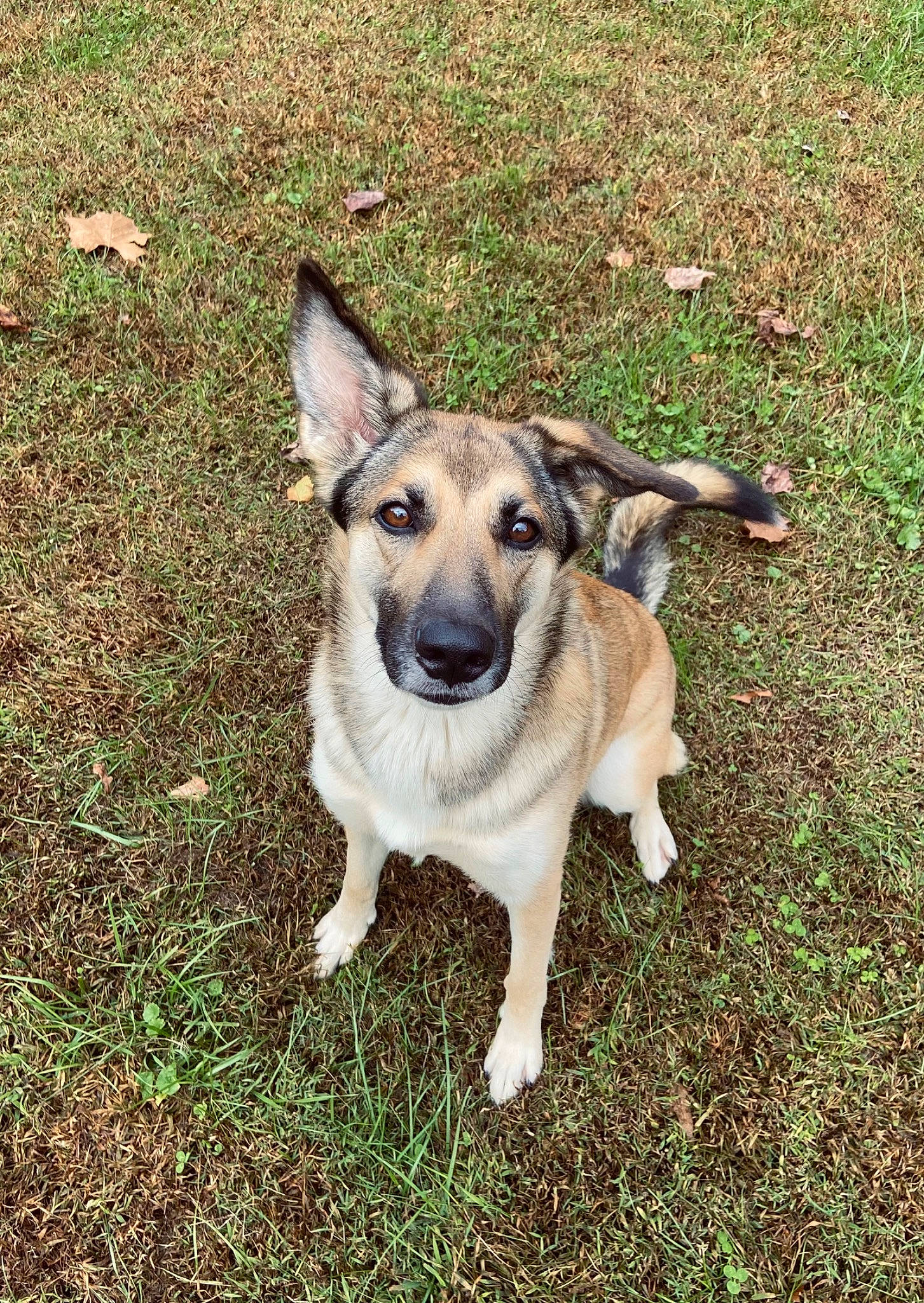 Willow Rain joined the competition — help win amazing prizes! ancient_dog_breeds, carnivore, companion_dog, dog, dog_breed, german_shepherd_dog, grass, plant, soil, tail, terrestrial_animal, whiskers, working_animal, working_dog