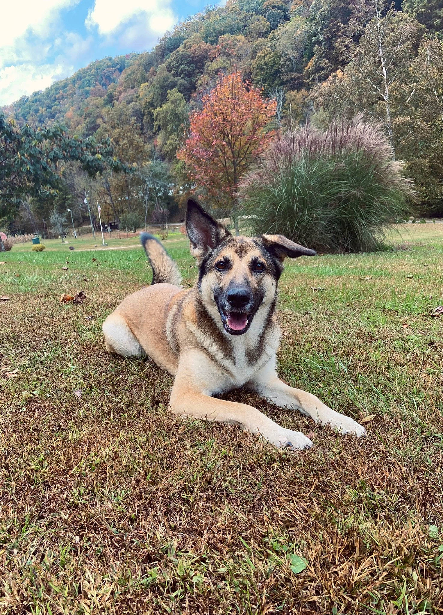 Willow Rain is registered to the contest to win money with this photo: canidae, carnivore, cloud, collar, companion_dog, dog, dog_breed, fawn, grass, grassland, groundcover, hill, landscape, mountain, plant, sky, soil, sporting_group, tree, working_animal