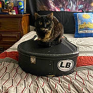 Avery is registered to the contest to win money with this photo: cat, tortoiseshell_cat, guitar_case, bed, comforter, pillow, tapestry, indoor, furniture, wooden_drawer, curious, pet, animal, cozy, patterned, decor, black, yellow_eyes, resting, cat_face