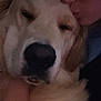 Drax participe au concours pour gagner de l'argent avec cette photo : dog, golden_retriever, person, face, kiss, close_up, affection, pet, animal, sleepy, furry, nose, head, fur, love, companionship, indoors, cuddle, friendship, warmth