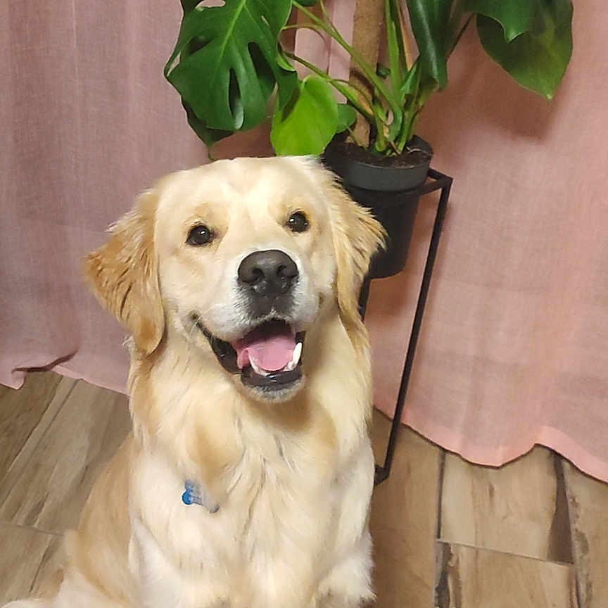 Drax a rejoint le concours — aidez-le/la à gagner de superbes lots ! animal, canine, companion, curtains, cute, dog, domestic, friendly, fur, golden_retriever, greenery, happy, indoor, pet, plant, portrait, sitting, smiling, tongue_out, wooden_floor