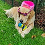 Drax participe au concours pour gagner de l'argent avec cette photo : dog, golden_retriever, grass, toy, sunglasses, hat, pink, outdoor, pet, canine, fence, greenery, relaxed, summer, cute, animal, nature, playful, sunny, garden