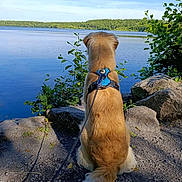 Drax participe au concours pour gagner de l'argent avec cette photo : dog, golden_retriever, lake, water, rocks, leash, harness, trees, forest, nature, outdoor, sunny, blue_sky, calm, pet, sitting, back_view, scenic, daytime, greenery