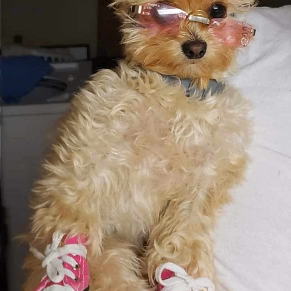 Pipsqueak