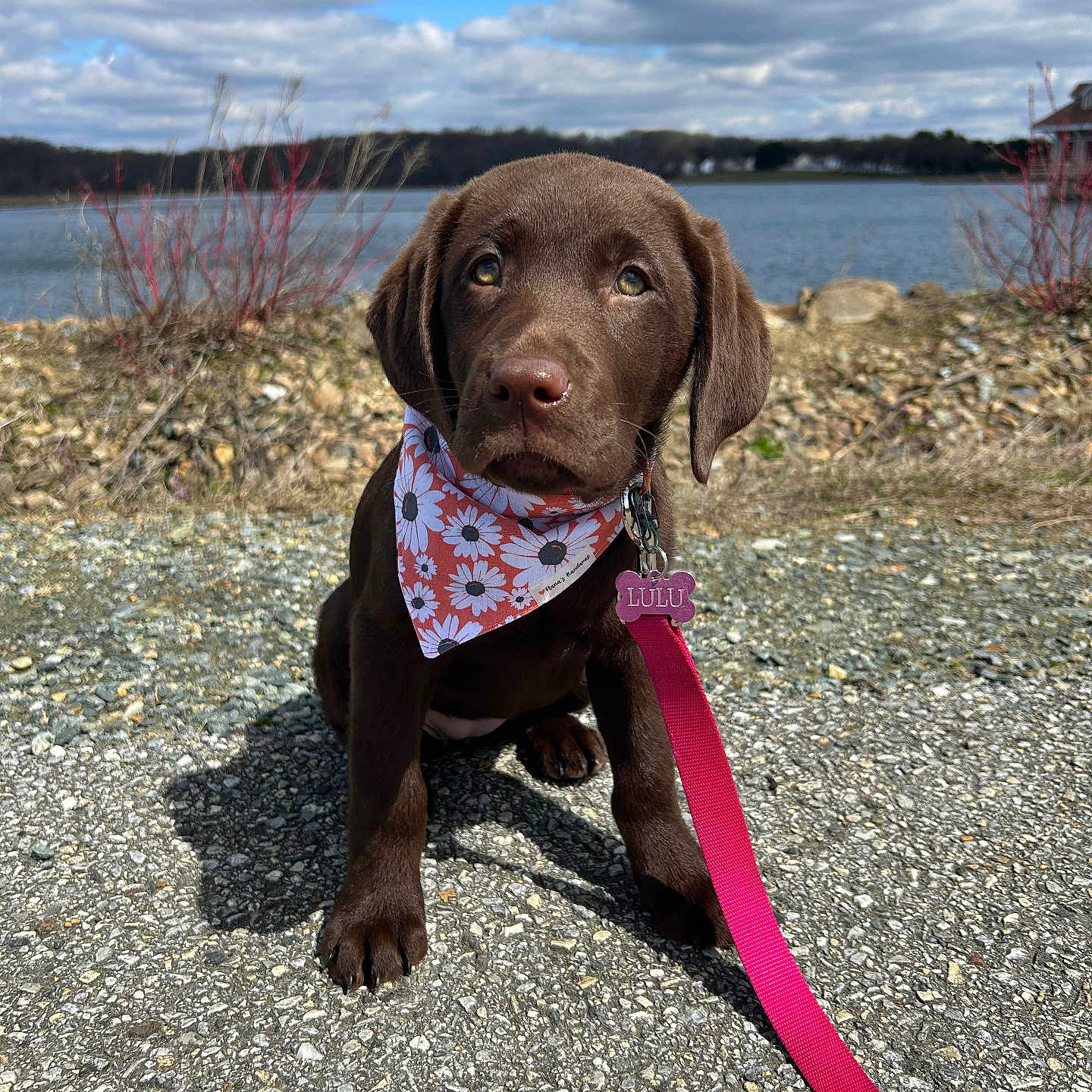 Lulu is registered to the contest to win money with this photo: accessories, animal, beach, canine, coast, dog, face, head, nature, outdoors, person, pet, photography, portrait, puppy, rock, sea, shoreline, strap, water