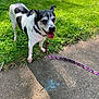 black_and_white, chalk, closeup, collar, dog, front_paw, grass, happy, leash, nature, outdoor, pavement, pet, shadow, sidewalk, spot_pattern, summer, sunlight, tongue_out, walking