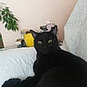 animal, black_cat, cat, cozy, curious, decorative_birdcage, domestic_animal, feline, glass_holder, green_plant, home_decor, indoor, looking_at_camera, pet, pink_ribbon, relaxed, resting, textured_blanket, white_blanket, yellow_candle