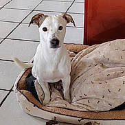 Tekila a rejoint le concours — aidez-le/la à gagner de superbes lots ! animal, blanket, brown_ears, canine, companion, cozy, cute, dog, domestic_animal, floor, furniture, home, indoor, looking_at_camera, pet_bed, plush_toy, resting_place, tile_floor, toy, white_dog