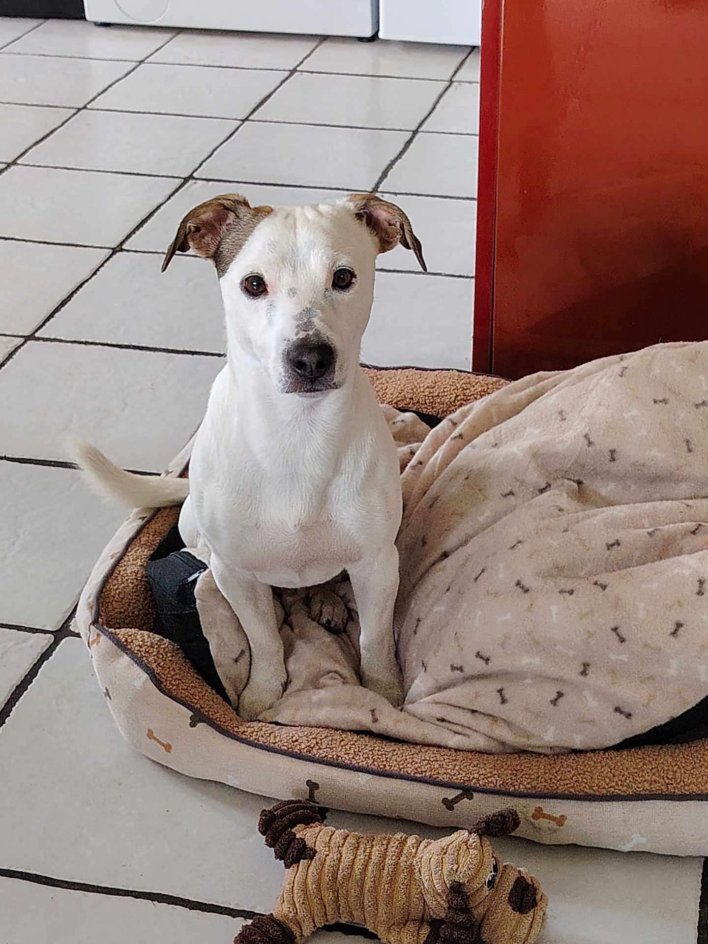Tekila a rejoint le concours — aidez-le/la à gagner de superbes lots ! animal, blanket, brown_ears, canine, companion, cozy, cute, dog, domestic_animal, floor, furniture, home, indoor, looking_at_camera, pet_bed, plush_toy, resting_place, tile_floor, toy, white_dog