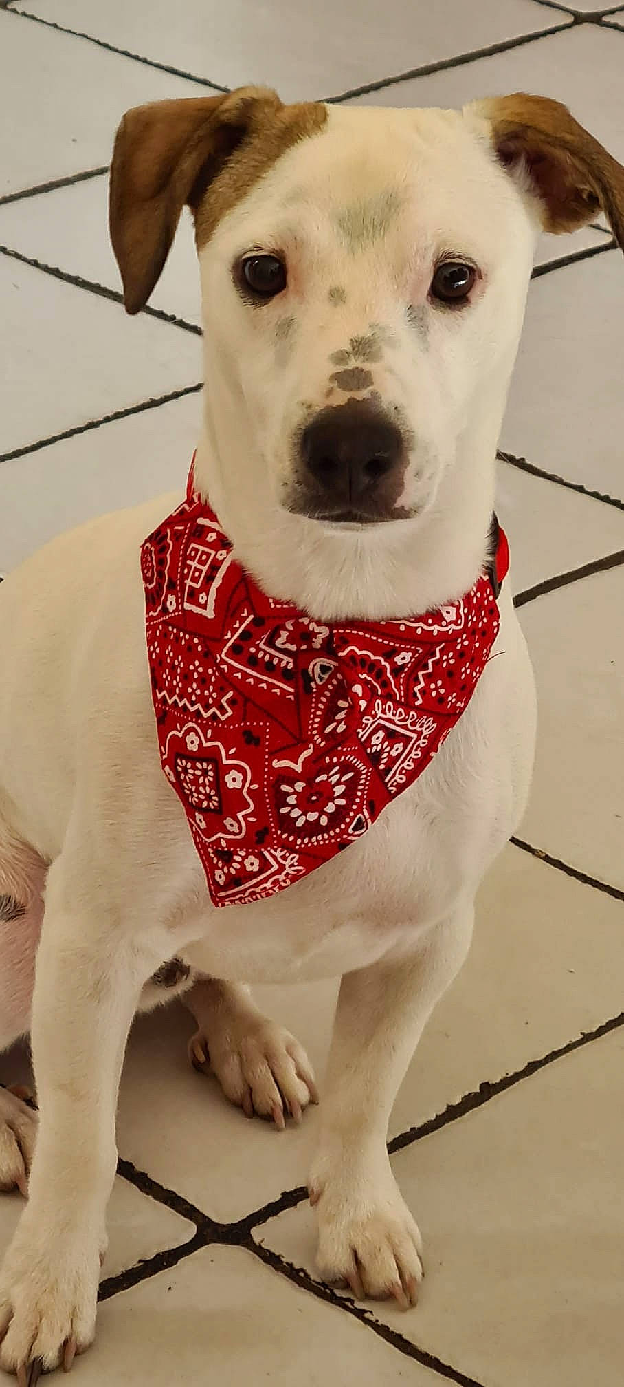 Tekilou a rejoint le concours — aidez-le/la à gagner de superbes lots ! canidae, carmine, carnivore, collar, companion_dog, dog, dog_breed, dog_clothes, dog_collar, dog_supply, fawn, leash, pattern, pet_supply, sleeve, snout, sporting_group, water, whiskers, working_animal