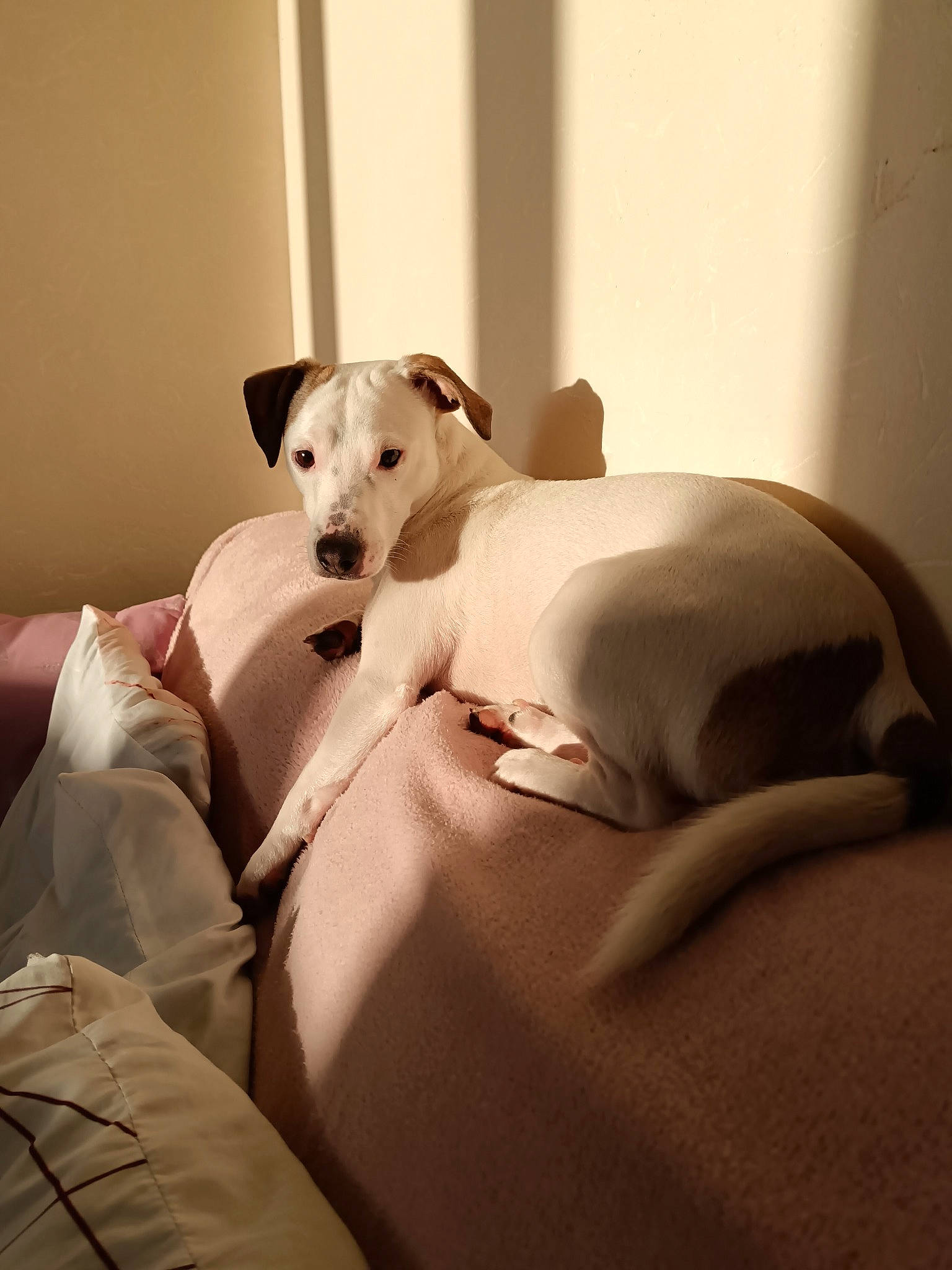 Tekilou participe au concours pour gagner de l'argent avec cette photo : bed_sheet, bedding, canidae, carnivore, comfort, companion_dog, couch, dog, dog_breed, fawn, flooring, linens, room, snout, sporting_group, tail, terrestrial_animal, toy_dog, whiskers, working_animal