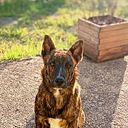 Atlas a rejoint le concours — aidez-le/la à gagner de superbes lots ! dog, brindle, sitting, outdoor, sunlight, shadow, gravel, plant, planter, greenery, nature, pet, animal, ears, fur, daytime, portrait, canine, brown, white_patch