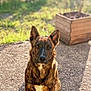 dog, brindle, sitting, outdoor, sunlight, shadow, gravel, plant, planter, greenery, nature, pet, animal, ears, fur, daytime, portrait, canine, brown, white_patch