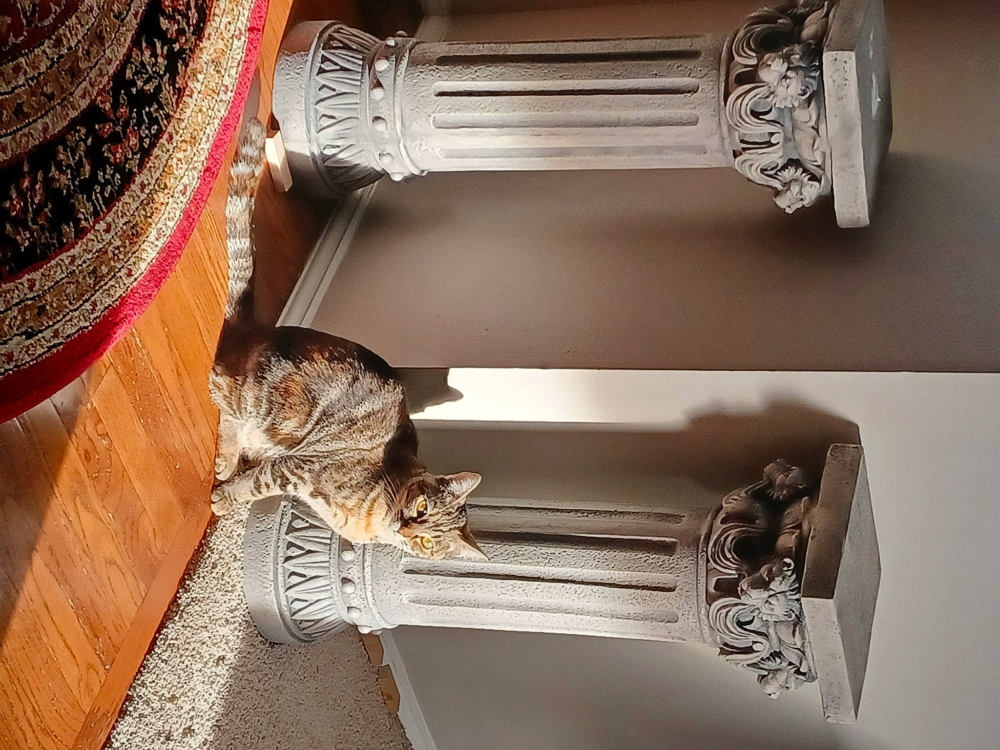 Rosie joined the competition — help win amazing prizes! artifact, cat, fashion_accessory, felidae, font, fur, metal, paper, pattern, peach, rectangle, room, shelf, still_life_photography, tail, whiskers, wood