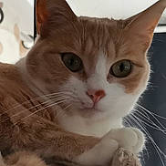 Trésor participe au concours pour gagner de l'argent avec cette photo : animal, cat, close_up, closeup, curious, cute, domestic_animal, feline, fur, green_eyes, indoor, looking, orange_cat, paws, pet, portrait, soft_toy, toy, whiskers, white_cat