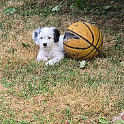 Bonnie participe au concours pour gagner de l'argent avec cette photo : animal, basketball, black_ears, curious, dog, grass, ground, leafy_bush, nature, outdoor, park, pet, playful, puppy, relaxed, small_dog, summer, white_dog, worn_basketball, young_dog