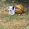 animal, basketball, black_ears, curious, dog, grass, ground, leafy_bush, nature, outdoor, park, pet, playful, puppy, relaxed, small_dog, summer, white_dog, worn_basketball, young_dog