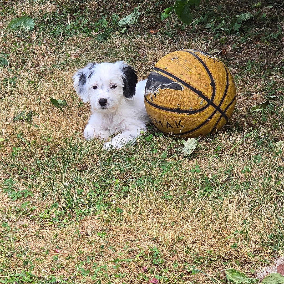 Bonnie